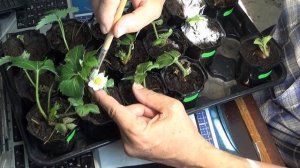 Опыление клубники в домашних условиях