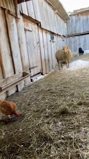Тихая и спокойная жизнь в селе #весна #жизньвселе #овцы #ягнята #баран #село #ульяновскаяобласть