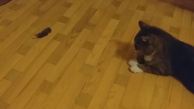 Murka parnešė pelę🐀🐈Мурка принесла мышку смотреть онлайн