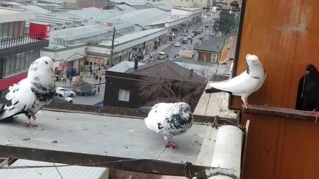 Пакистанец вернулся.30 .12.2021 г. смотреть онлайн