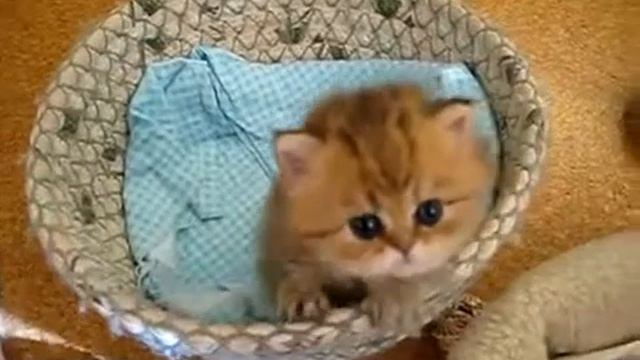 позитивный котейко смотреть онлайн