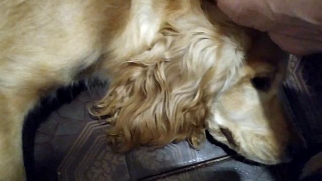 Эта Лайф в кайф! 🐱🐶🥰 смотреть онлайн