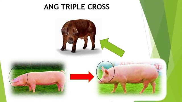 TRIPLE CROSS NA PALAKIHIN BABOY....(ANO ANG TRIPLE CROSS) смотреть онлайн