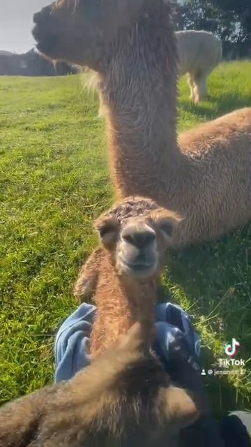 Newborn alpaca новорожденная альпака смотреть онлайн