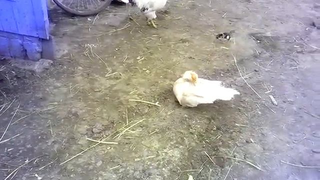 курица против утки, раунд 1 смотреть онлайн