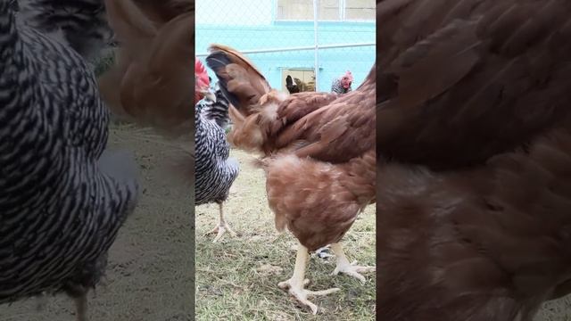 Chickens!!! (front facing camera) смотреть онлайн