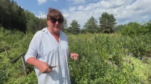 Наша голубика в августе