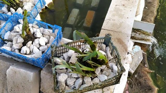 Пруд на участке! Высаживаю растения в биоплато!