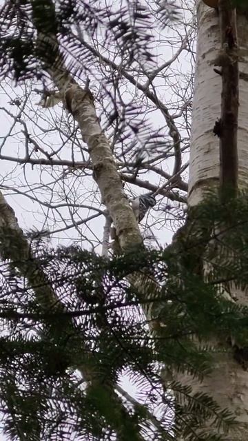 Woodpeckers #killarneyprovincialpark #wildlife #woodpecker #birdsofyoutube #naturelovers смотреть онлайн