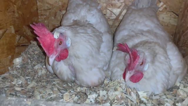 Утро в курятнике_ у меня посылка от подписчицы ЛЮДМИЛЫ😀🌸🌸🌸👍👍👍24 марта 2025 года смотреть онлайн