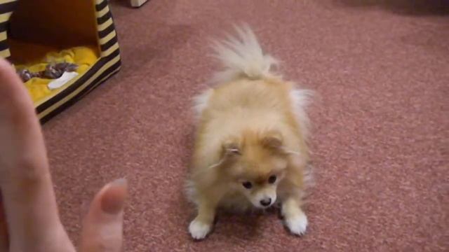 Шпиц смотреть онлайн