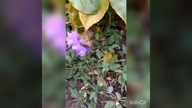 🦋COLIBRI  Северный 🦋Полёт 🌺(Бражник бабочка)🌸