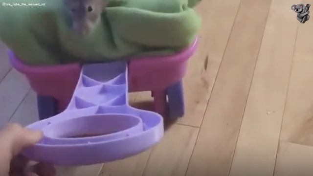 This Rat Thinks He's a Real Life Super Hero!😂| The Koala смотреть онлайн