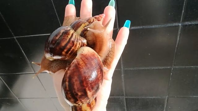 Lissachatina albopicta смотреть онлайн