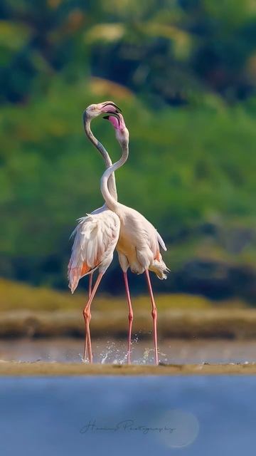 | GREATER FLAMINGO | 🦩 | LOVE |#valentines #valentineday #shorts смотреть онлайн