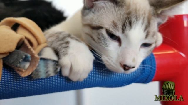 Приколы с котами #16 милые коты, lovely cats смотреть онлайн