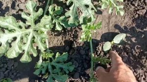 Правильно укладываем плети арбуза для получения хорошего урожая.