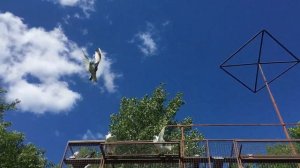 Голуби типлеры