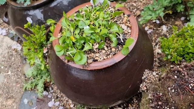 #은배초 #숙근사루비아 #구름국화 #누운숫잔대 노지에 심어주기 돈키호테야생화 смотреть онлайн