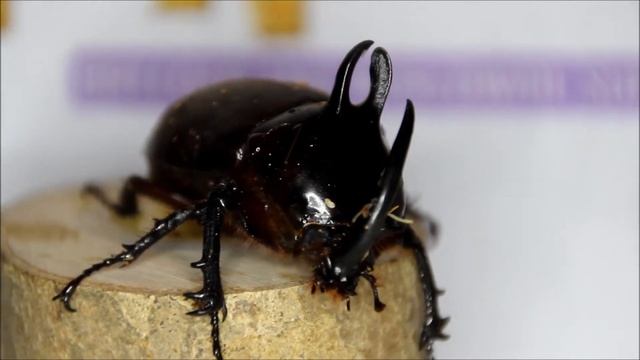 Eupatorus birmanicus - RhinobeetleUK смотреть онлайн