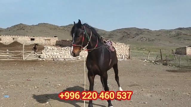 ШАРТ САТЫЛДЫ смотреть онлайн