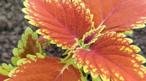 15-04-2025 Мои огородно-садовые секретики