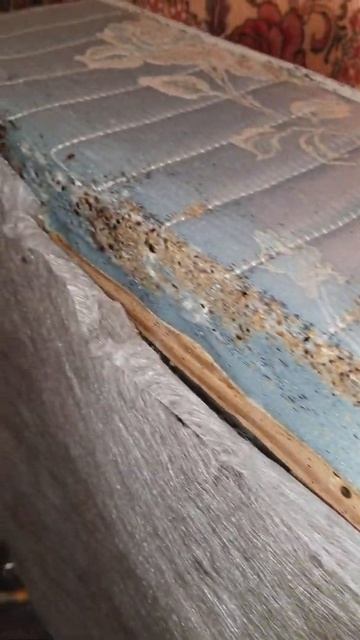 Severe bed bug infestation! смотреть онлайн