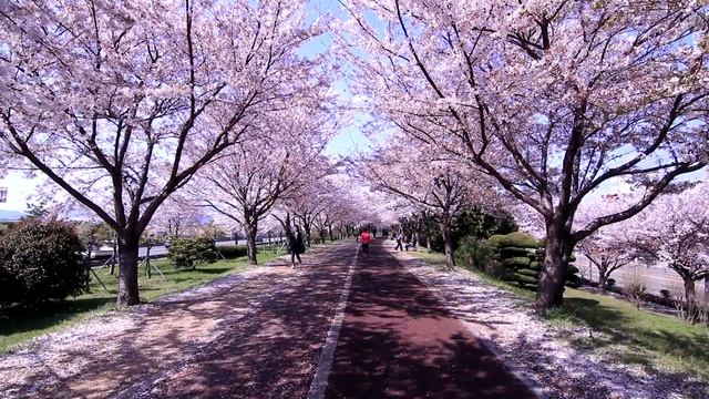 Un minuto paseando bajo las flores de cerezo en Corea смотреть онлайн