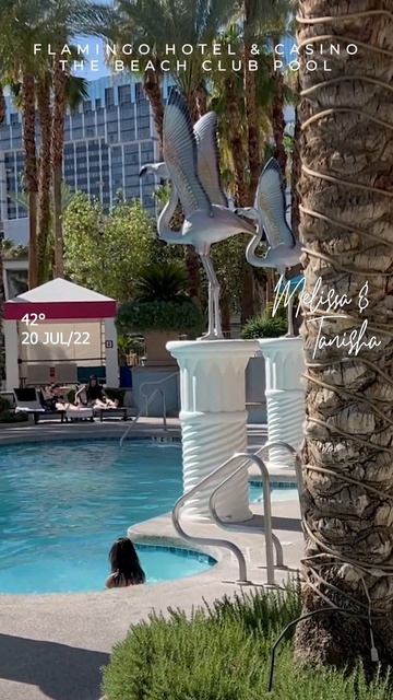 Does the Flamingo Las Vegas hotel have a pool? #shorts смотреть онлайн
