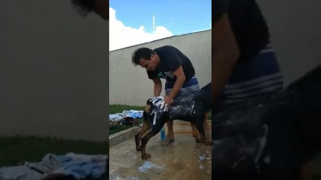 Rotina De Banho No Ricco E Na Lunna