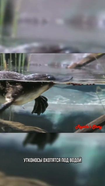 Утконос 🦆 милое, но опасное животное смотреть онлайн