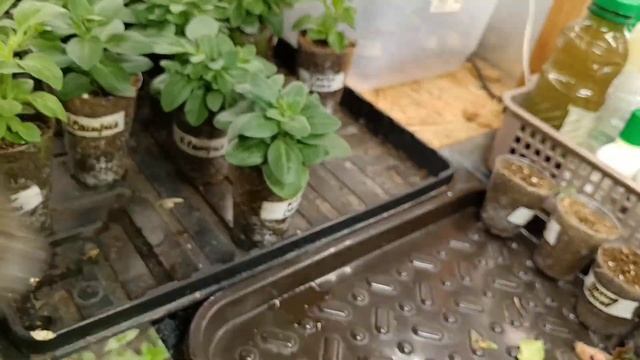 🌸Вести со стеллажей 🌸Новинки петунии. Рост и развитие 🌸 смотреть онлайн