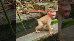 Mother Libby run fast to grab baby Leo run escape from Toom, Really fanny Leo feeling thirty and..