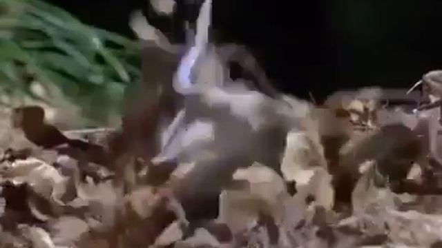 орёл или утка смотреть онлайн
