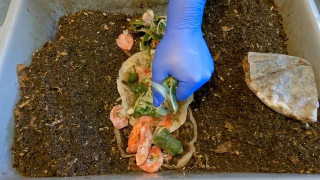 224 day (32 week) red wiggler worm bin's 18th feeding after 11 days - vermicompost смотреть онлайн