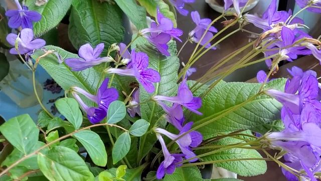 #식물이야기 #앵초#앵초키우기 смотреть онлайн