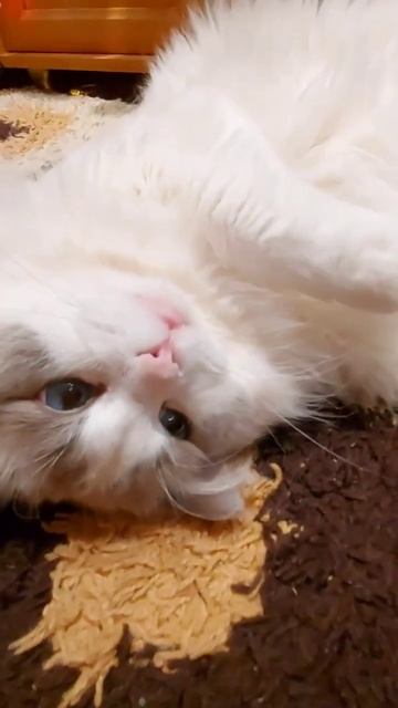Самый ленивый кот. #ragdoll #котики #kitten #котята #рэгдолл #регдолл #смешныекотики #питомник #кот смотреть онлайн