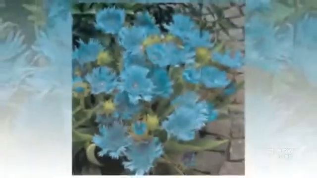 Stokesia - garden plants смотреть онлайн