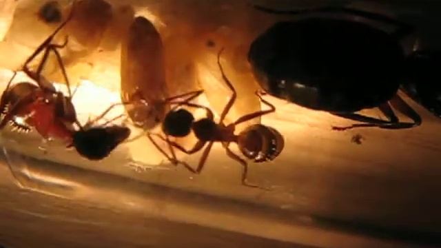 090716 Camponotus Ligniperda 001 смотреть онлайн