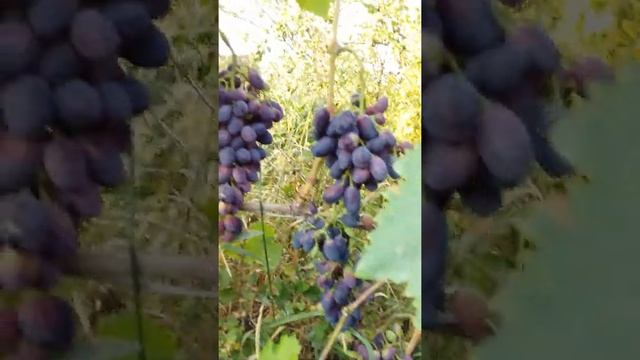 Запоздалое видео. мое хоби. Виноград 2021 созривает , нобирает окраса. смотреть онлайн