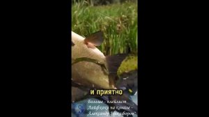 Рыбалка. Лещ попался на силиконку