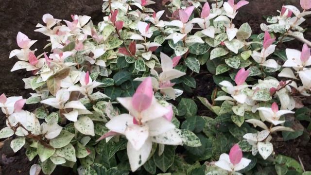 My Cute Pretty Asiatic Jasmine #plants #gardening смотреть онлайн