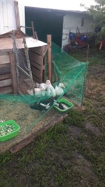 муларды смотреть онлайн