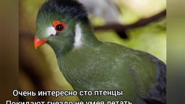 Птицы Турако или бананоеды с оперением имеющим все оттенки радуги