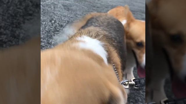 GOOD BOIS 🐶 смотреть онлайн