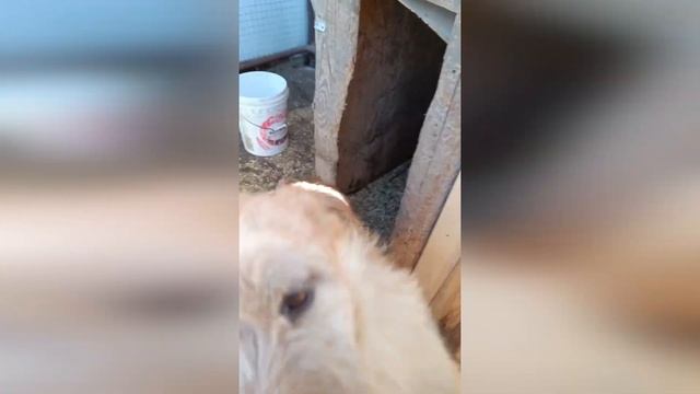 🐶🐶🐶Самые лучшие собаки в самые лучшие семьи. Ждем вас, наши родные! 🐕🐕🐕 смотреть онлайн