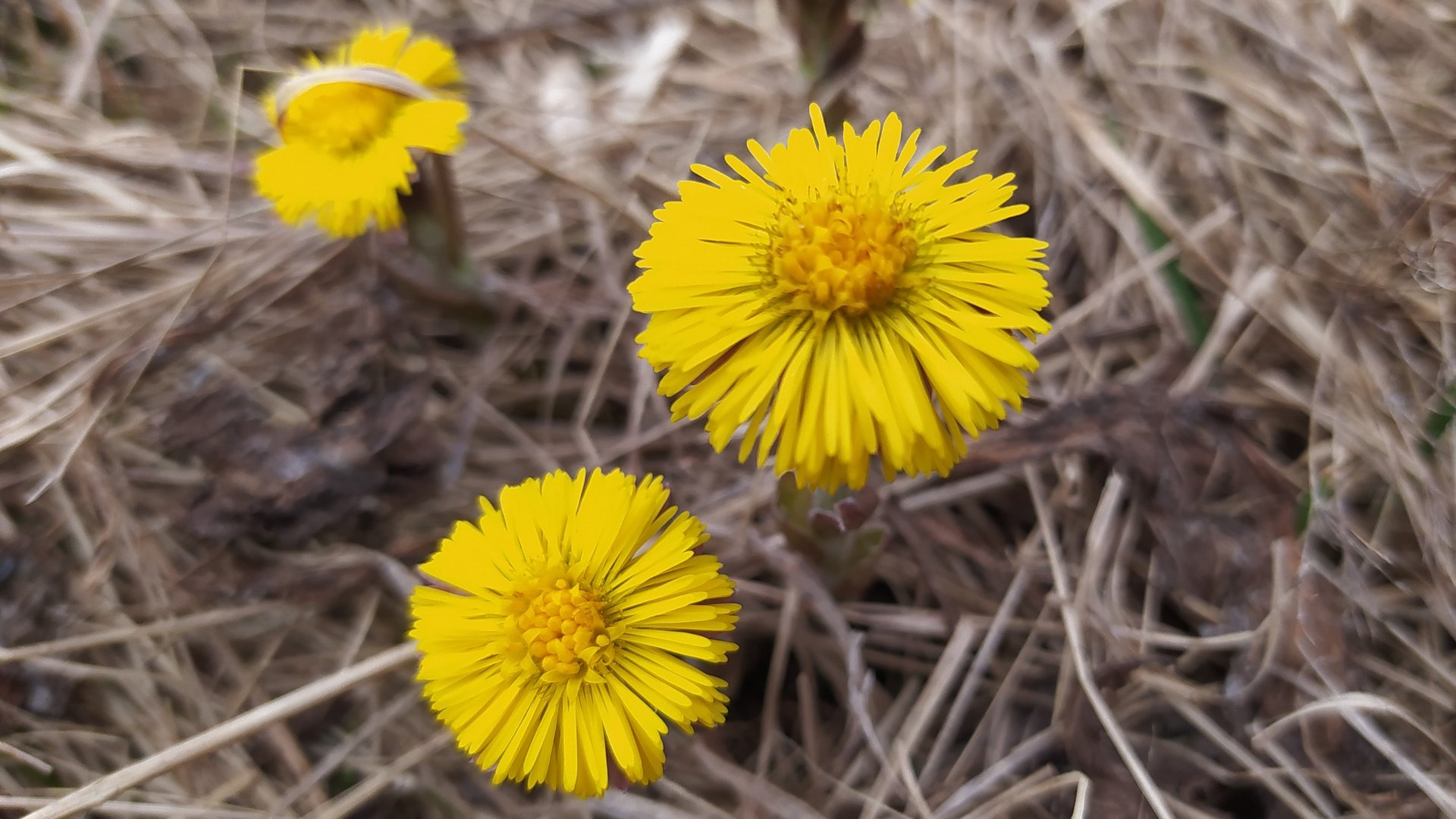 Эта замечательная весна 2025