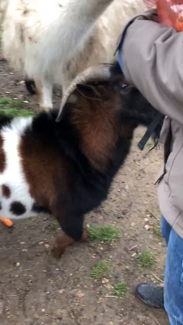 Ламу или козла? Кого завести? смотреть онлайн