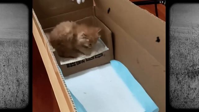 Котёнок отчаянно стонет на середине дороги, он ничего не видит, кто придёт, чтобы его спасти? смотреть онлайн