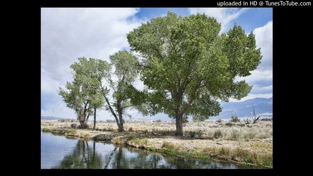 The Cottonwood Trees смотреть онлайн